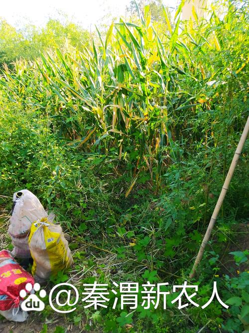 土地不贱，是种地的人心酸——从我村庄里的那块玉米地说起
