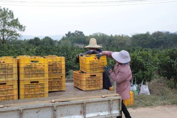 钟山县德福农产品 立足3900亩基地，打造农产品收购新标杆
